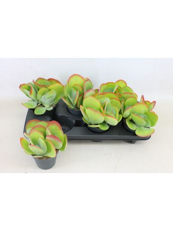 KALANCHOE THYRSIFL
