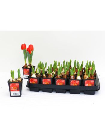 ZZ TULP RED BABY 7CM
