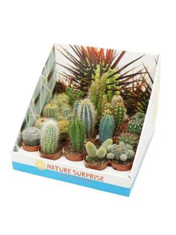 CACTUS MIX DOBOZOS