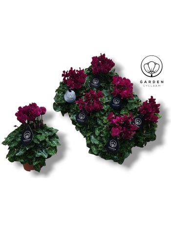 CYCL GARDEN PAARS