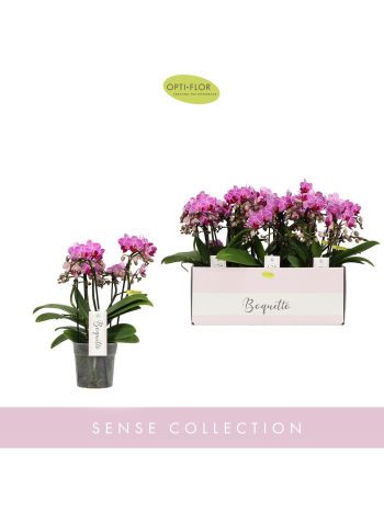 ZZ PHAL BOUQUETTO MIX 3-5 ÁG