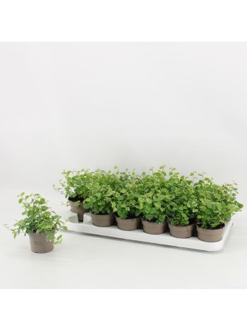 FICUS PUMILA WHITE SUNNY