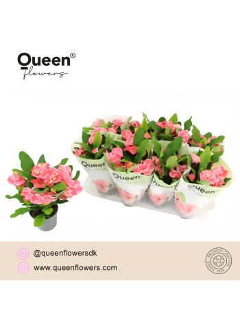 EUPHORBIA TIARA CHARLOTTE