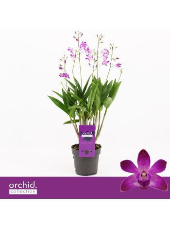 DENDRO BERRY ODA AKCIO