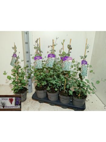 EUCAL GUNNII