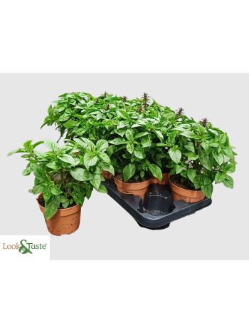 OCIMUM BAZSALIKOM BIO