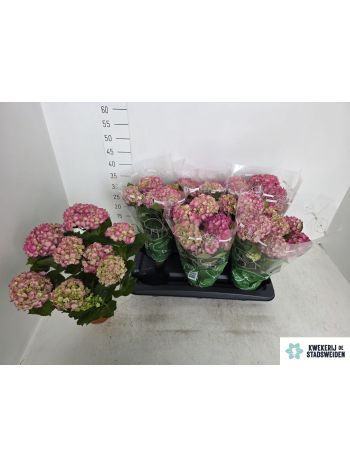HYDR M 7+ PINK