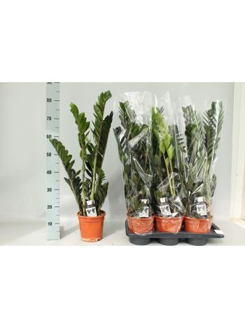 ZAMIOCULCAS ZAMIIFOL