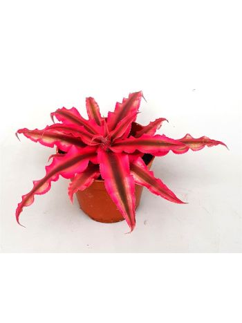 CRYPTAN RUBIN STAR