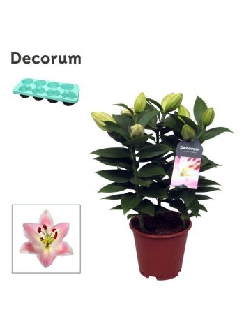LILIUM OR SOUVENIR