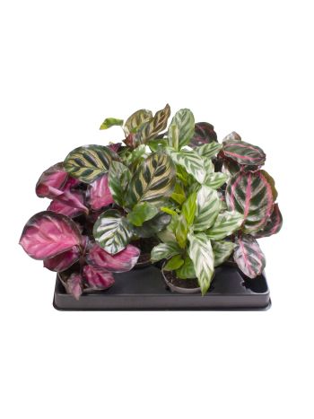 CALAT MIX 6 CM