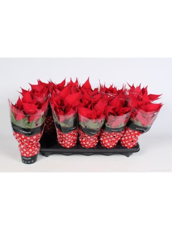 EUPHOR P CHR FEELINGS