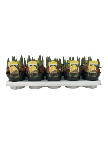 ZZ TULP GEEL GRANNY KIKOMACHI