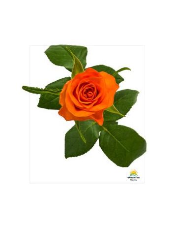 R GR   ORANGE WAVE - S/A