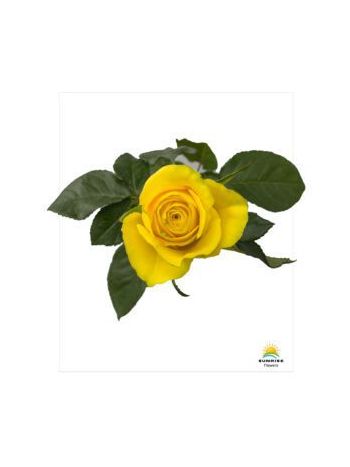 R GR  GOLD FINCH - S/SUP