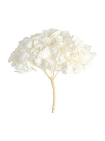 ZVB PREMIUM HYDRANGEA WHITE 3421770000620