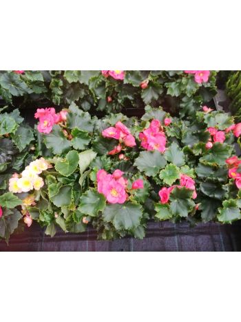 BEGONIA ELATIOR HU CSUTA