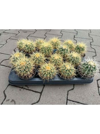 CACTUS GRUSONII HU RÁ