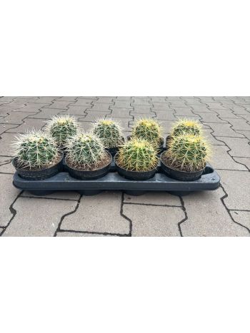 CACTUS GRUSONII HU RÁ