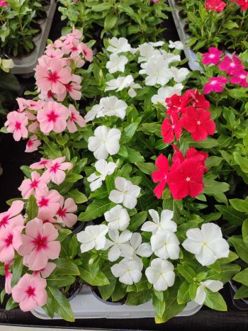 CATHARANTHUS ROSEUS METÉNG HU CSUTA