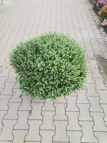 CHRYSAMTHEMUM GOMB 26 TRICOLOR VARGA HU
