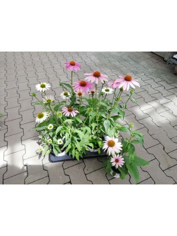 ECHINACEA KASVIRÁG 14 HU CSUTA