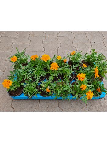 EGYNYÁRI MIX HU VARGA