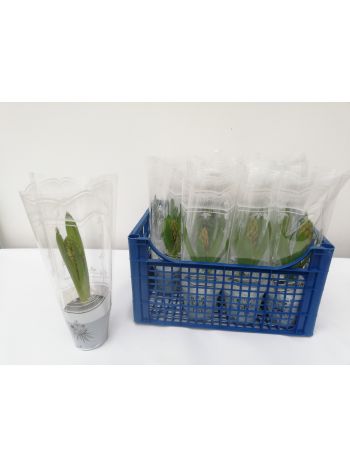 ZZ HYACINTHUS JÁCINT 1PP HAJTATOTT