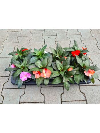 IMPATIENS NEBÁNCSVIRÁG HU FLORATÉKA