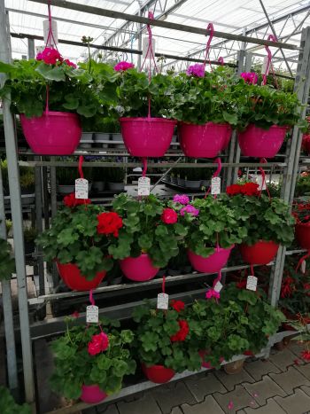 PELARGONIUM MUSKÁTLI AMPOLNÁS HU CSUTA