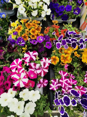 PETUNIA FUTO HU VARGA