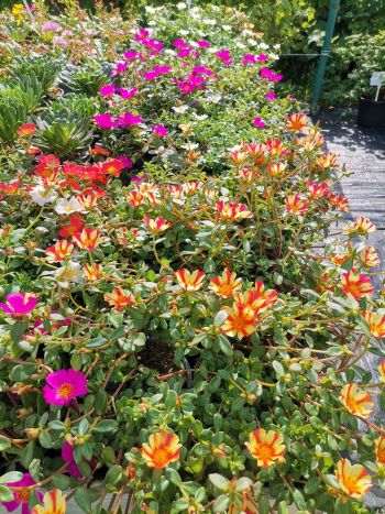 PORTULACA PORCSIN HU CSUTA