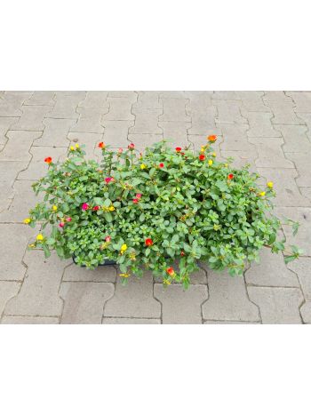 PORTULACA PORCSIN TRIO HU CSUTA