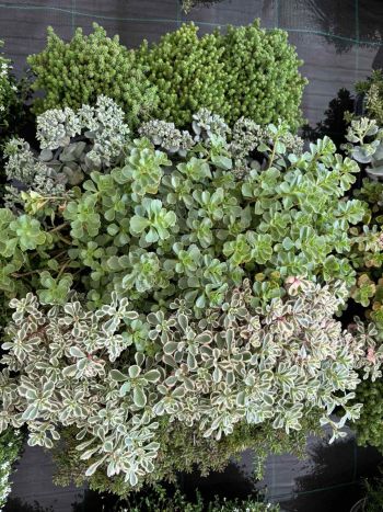 SEDUM VARJÚHÁJ MIX HU KISS
