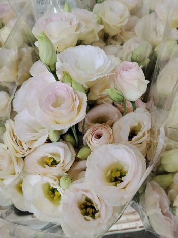ZZ HU EUSTOMA BARACK PO