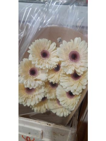 ZZ HU GE *10 KRÉM/BARACK