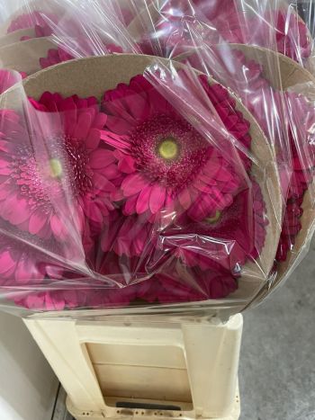 ZZ HU GE *10 PINK/LILA