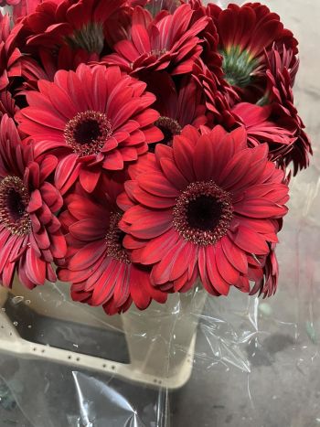 ZZ HU GE MI BORDÓ MIRO