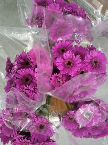 ZZ HU GE MI PINK/LILA MIRO