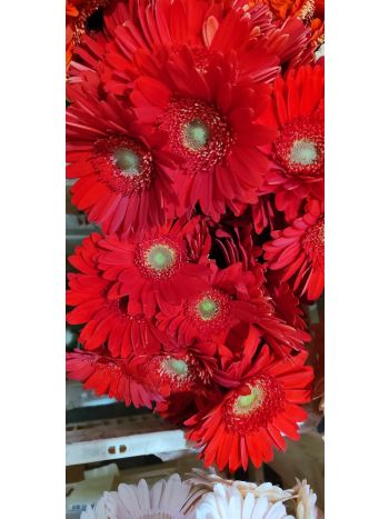 ZZ HU GE MI PIROS PINTER