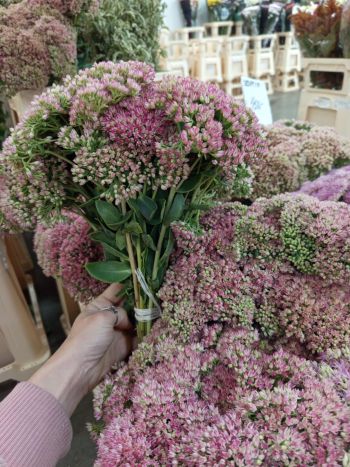 ZZ HU SEDUM BORDÓ