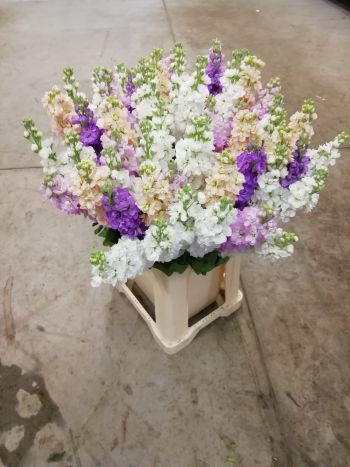 ZZ HU VIOLA MIX