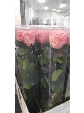 ZZ A. ICE DRY ROSE PINK BULK X20 BULK