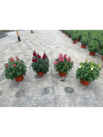 ANTHIRRINUM HU VA TÁTIKA