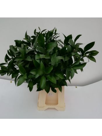 ZZ ITA RUSCUS NAGYLEVELŰ