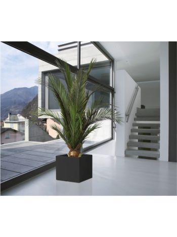 PALMERA PHOENIX TARTÓSÍTOTT NÖVÉNY