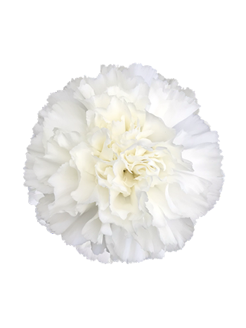 DI ST AFR WHITE