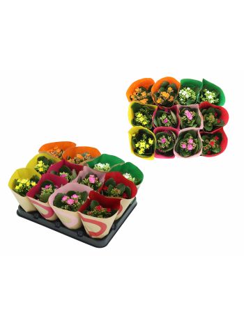 ZZ KAL BL SZIMPLA MINI