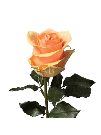 R EC6 NECTARINE