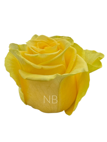 R EC7 NEW YELLOW